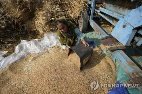 인도의 밀 수확 농가. <AP=연합뉴스>